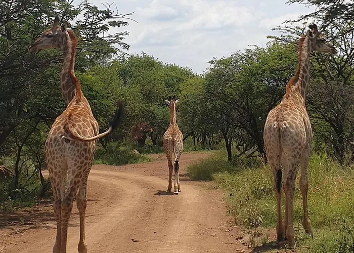 Monateng Safari Lodge